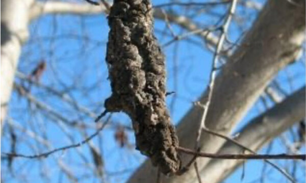 Black Knot and Tree Maintenance